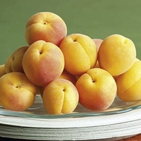 Apricot Tree - Golden Glow