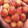Apricot Tree - Petit Muscat