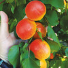 Apricot Tree - Sunnycot