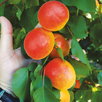 Apricot Tree - Sunnycot
