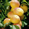 Aprium Tree - Cot