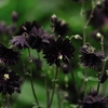 Aquilegia Black Barlow