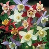 Aquilegia Caerulea Mrs Scott-Elliott