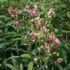 Aquilegia Nora Barlow