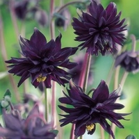 Aquilegia Plant - Black Barlow