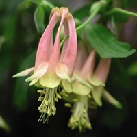 Aquilegia Plant - Rhubarb & Custard