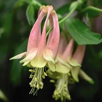 Aquilegia Plant - Rhubarb and Custard