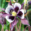 Aquilegia Plant - William Guinness