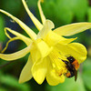 Aquilegia Plant - Yellow Star