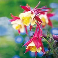 Aquilegia Plants - Crimson Star