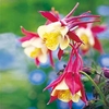 Aquilegia Plants - Crimson Star