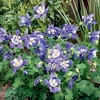Aquilegia Plants - Spring Magic Blue and White