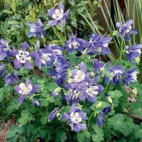 Aquilegia Plants - Spring Magic Blue and White