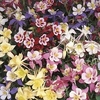 Aquilegia Plants - Swan Lake