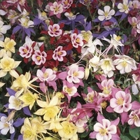 Aquilegia Plants - Swan Mix
