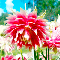 Aquilegia Seeds - Nora Barlow Mix