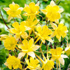 Aquilegia Yellow Queen