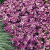 Arabis Plants - Little Treasure