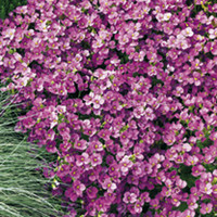Arabis Plants - Little Treasure