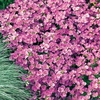 Arabis Plants - Little Treasure