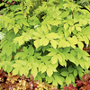 Aralia Plant - Sun King