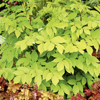 Aralia Plant - Sun King