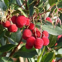 Arbutus unedo Plant
