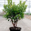 Arbutus unedo 