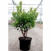 Arbutus unedo 