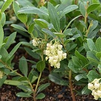 Arbutus Unedo Rubra (Strawberry Tree)