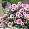 Argyranthemum (Marguerite) Plant - Grandaisy Pink
