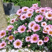 Argyranthemum (Marguerite) Plant - Grandaisy Pink