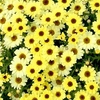 Argyranthemum Plant - Gold