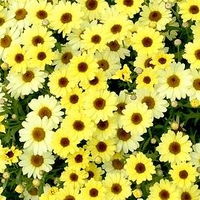 Argyranthemum Plant - Gold