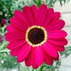 Argyranthemum Plant - Grandaisy Ruby