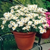 Argyranthemum Plant - Grandaisy White
