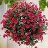 Argyranthemum Plant - Ruby