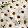 Argyranthemum Plant - White
