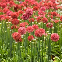 Armeria Ballerina Red