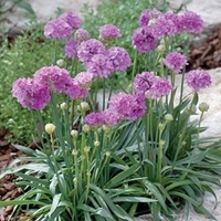 Armeria Plant - Ballerina Purple Rose