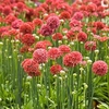 Armeria Plants - Ballerina Red
