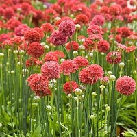 Armeria Plants - Ballerina Red