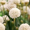 Armeria Plants - Ballerina White