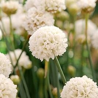 Armeria Plants - Ballerina White