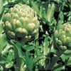 Artichoke Plant - Green Globe
