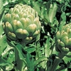 Artichoke Plant - Green Globe