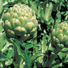 Artichoke Plants - Emerald