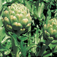 Artichoke Plants - Emerald
