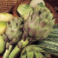 Artichoke Plants - Green Globe