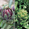 Artichoke Plants - Twin Pack